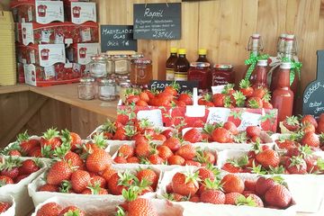 Erdbeeren selbst ernten auf dem Erdbeerfeld vom Hammermaier